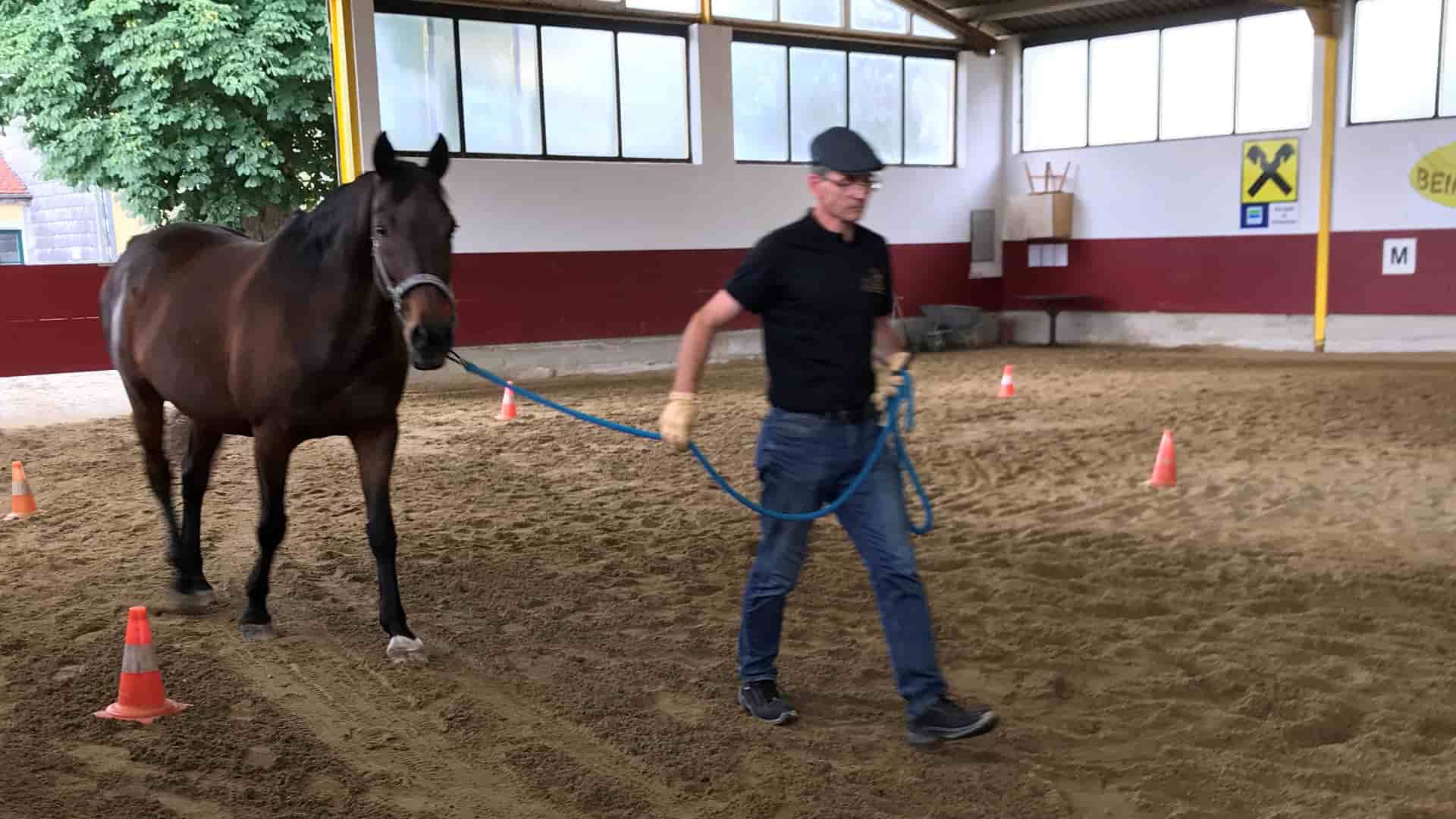 Coaching mit Pferden