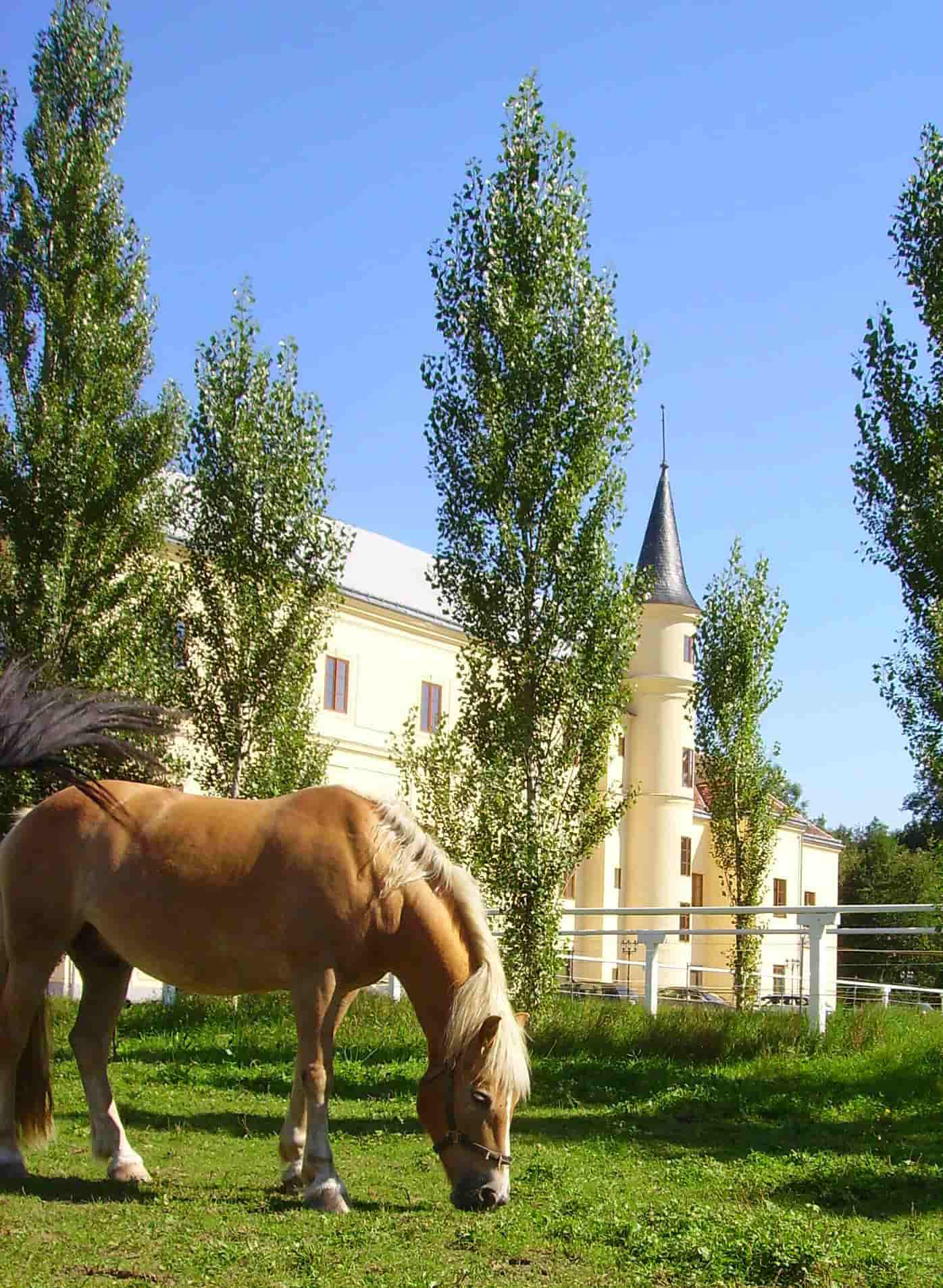 Pferd Armin vor Schloss Hubertendorf