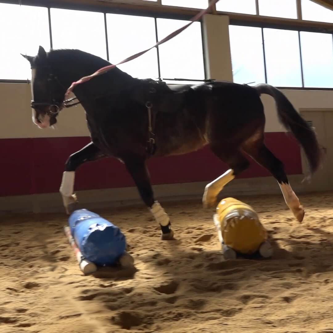 Pedro - Pferd im Trab an der Longe über Elemente