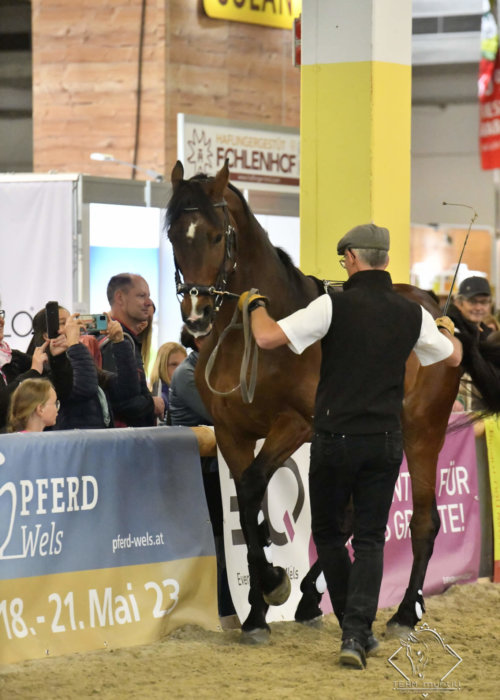 Piaffe an der Hand - Messe Pferd Wels